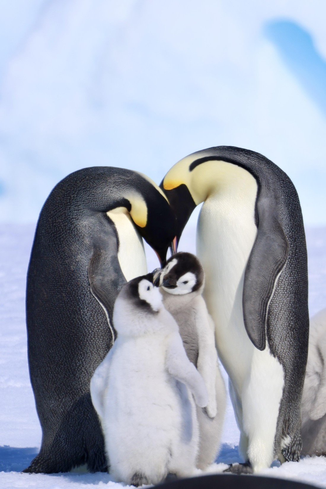 Emperor Penguin Family