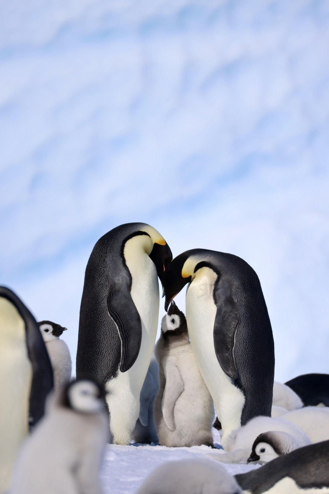 Emperor Penguin Family