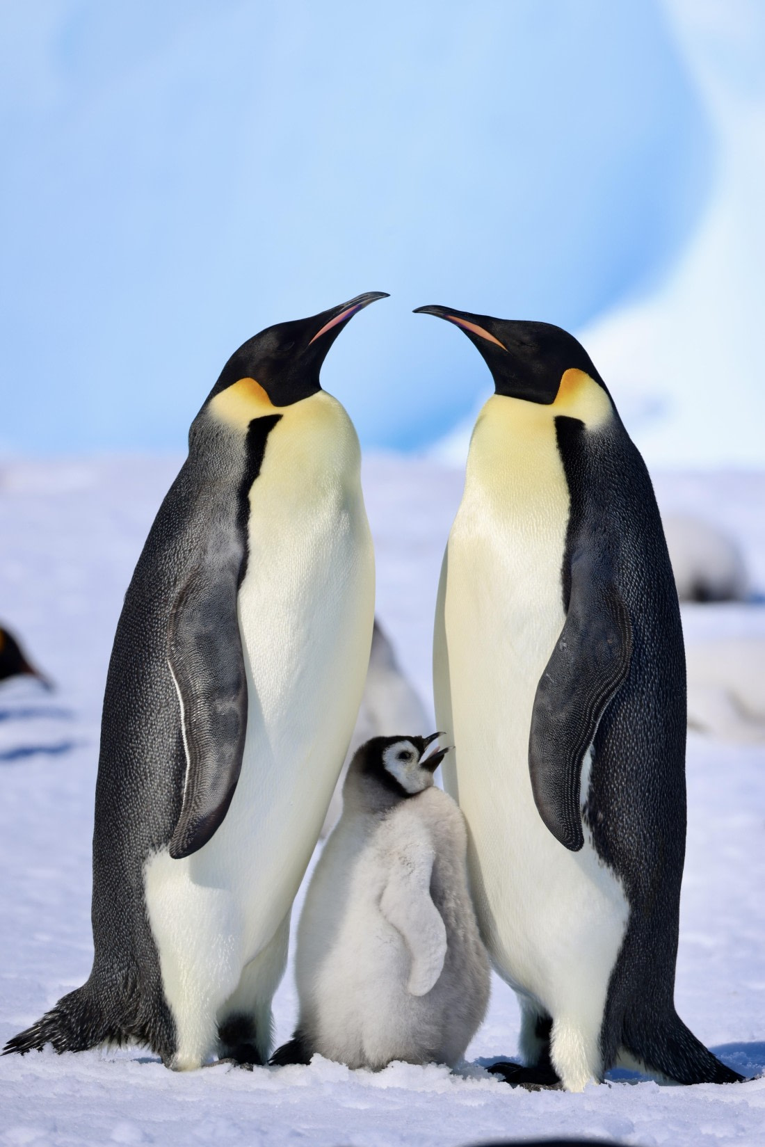 Emperor Penguin Family