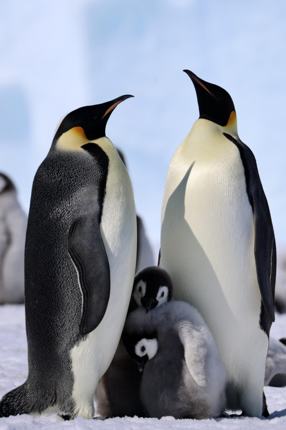 Emperor Penguin Family