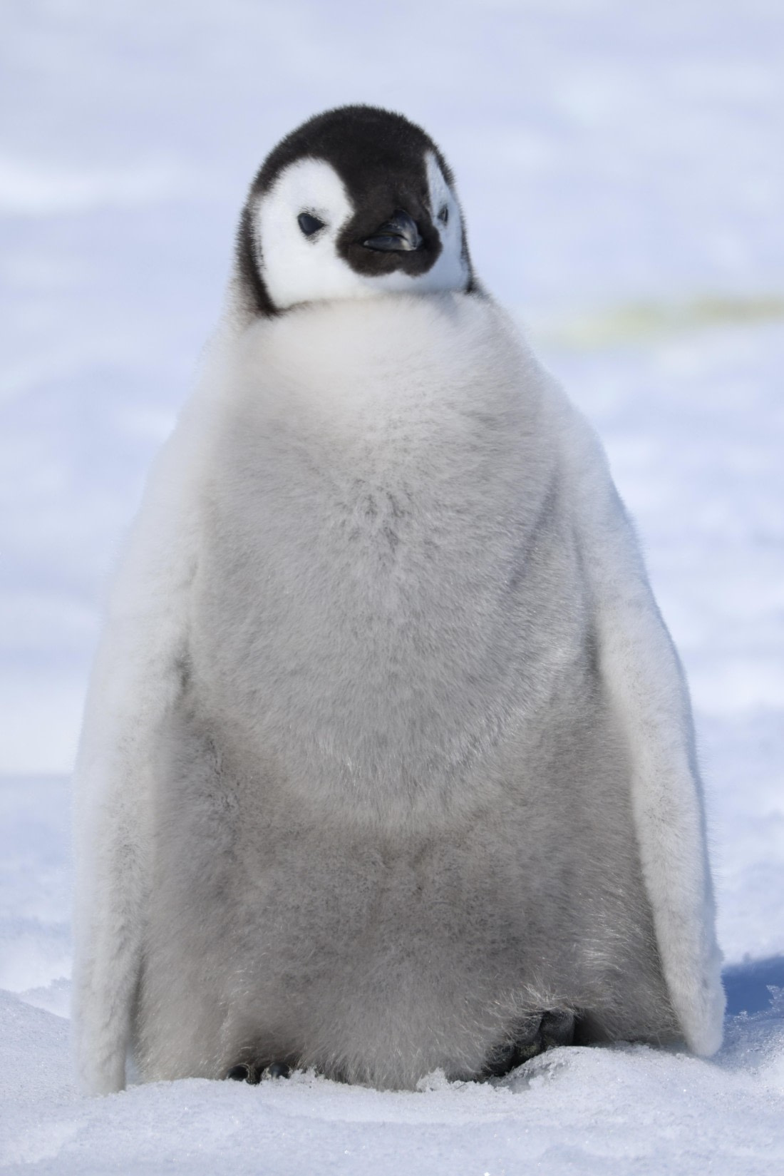Emperor Penguin Baby
