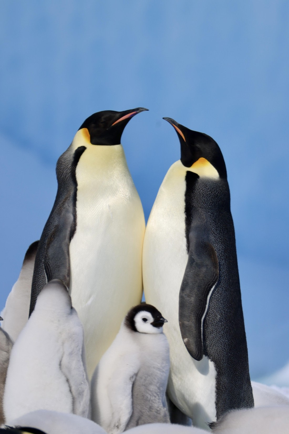 Emperor Penguin Family