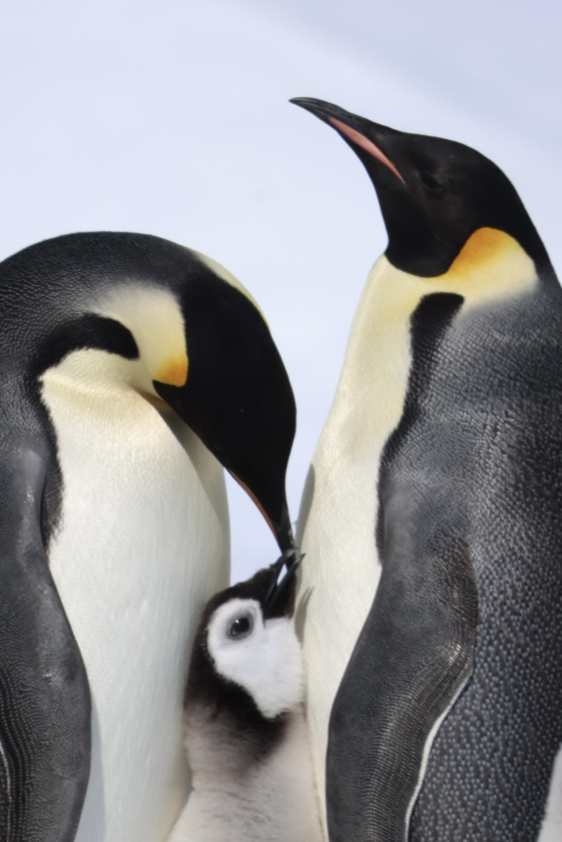 Emperor Penguin Family