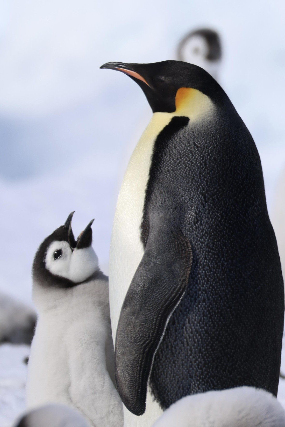 Emperor Penguin Family