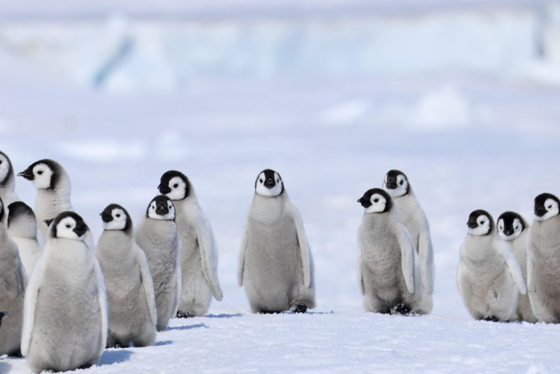 Emperor Penguin Baby