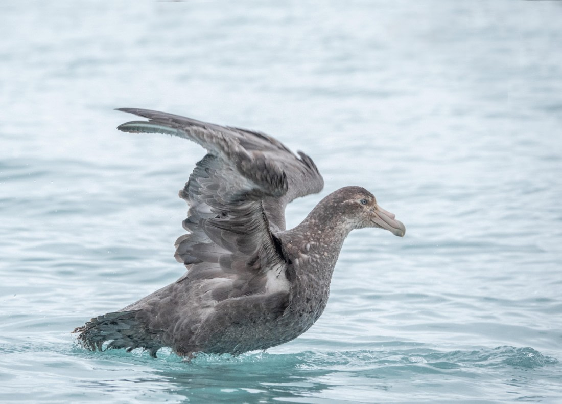Northern Giant Petrel