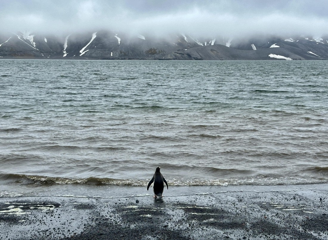 Antarctica is your oyster