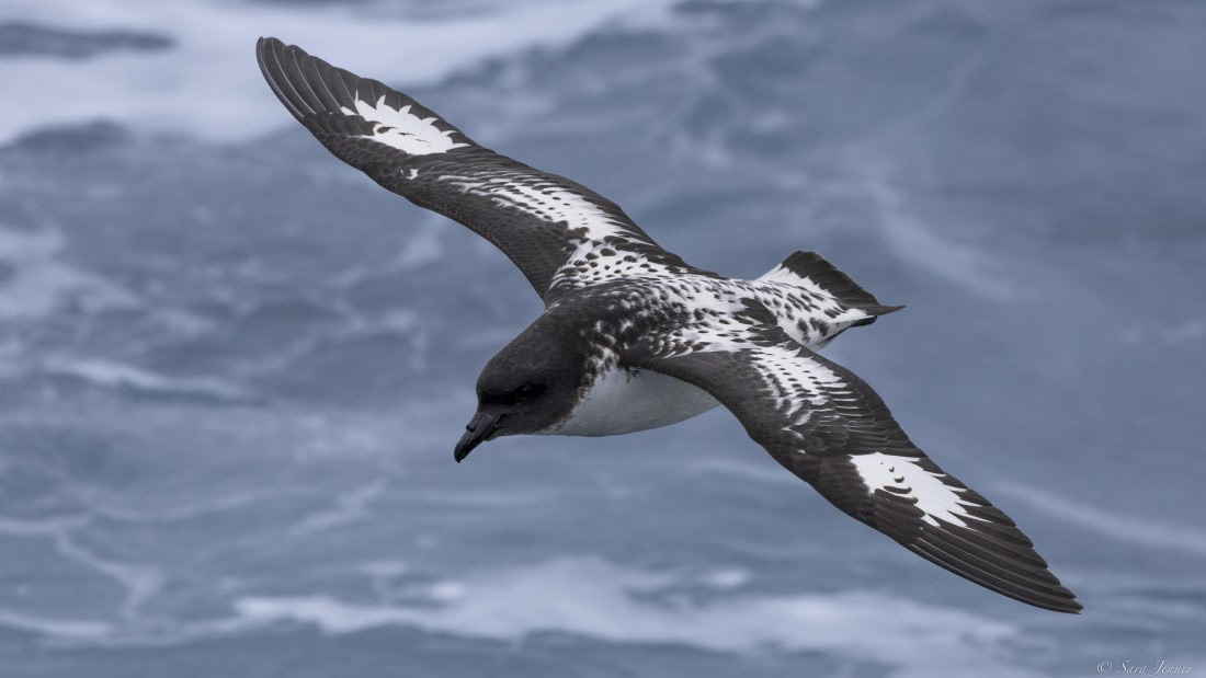 OTL23-24, Day 2, Cape petrel © Sara Jenner - Oceanwide Expeditions.jpg