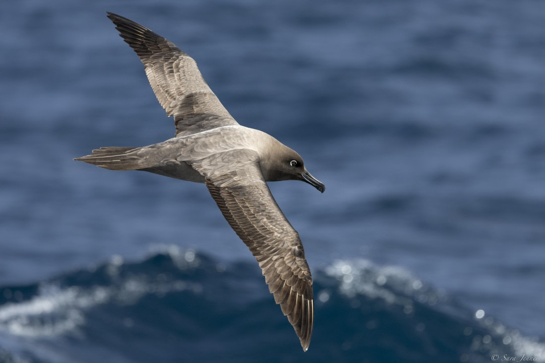 OTL23-24, Day 2, Light mantled 1 © Sara Jenner - Oceanwide Expeditions.jpg