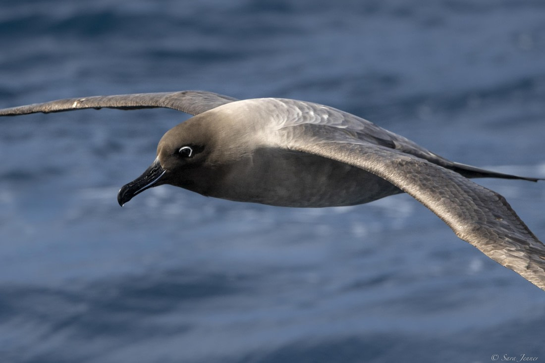 OTL23-24, Day 2, Light mantled 2 © Sara Jenner - Oceanwide Expeditions.jpg