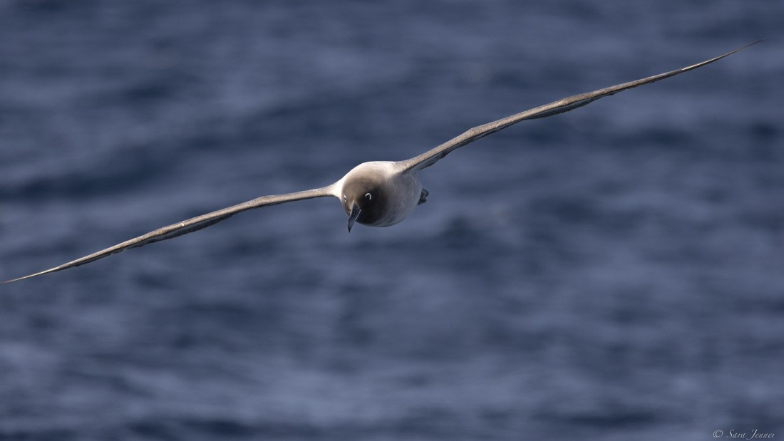 OTL23-24, Day 2, Light mantled 3 © Sara Jenner - Oceanwide Expeditions.jpg