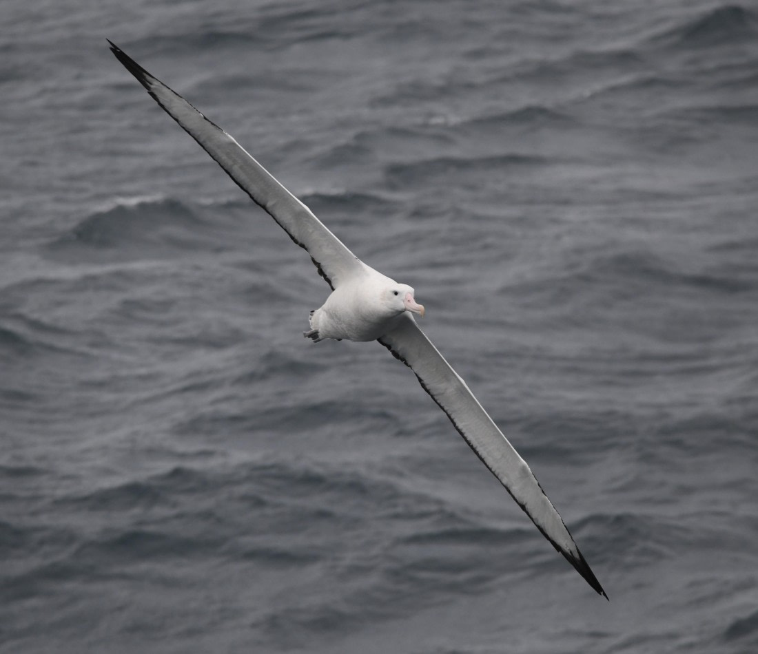 OTL23-24, Day 2, Wanderer © Sara Jenner - Oceanwide Expeditions.JPG