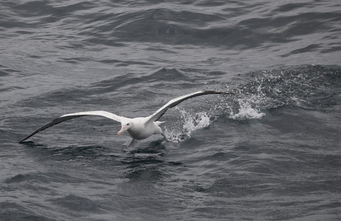 OTL23-24, Day 2, Wanderer take off © Sara Jenner - Oceanwide Expeditions.JPG