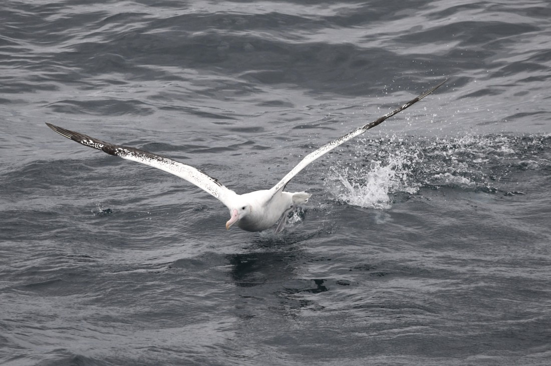 OTL23-24, Day 2, Wanderer take off1 © Sara Jenner - Oceanwide Expeditions.JPG