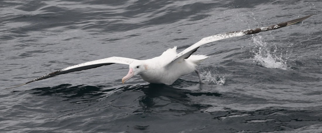 OTL23-24, Day 2, Wanderer take off2 © Sara Jenner - Oceanwide Expeditions.JPG