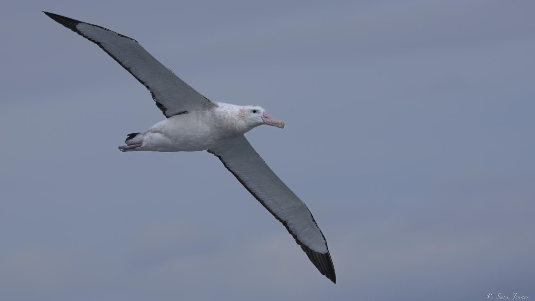 OTL23-24, Day 2, Wandering albatross © Sara Jenner - Oceanwide Expeditions.jpg