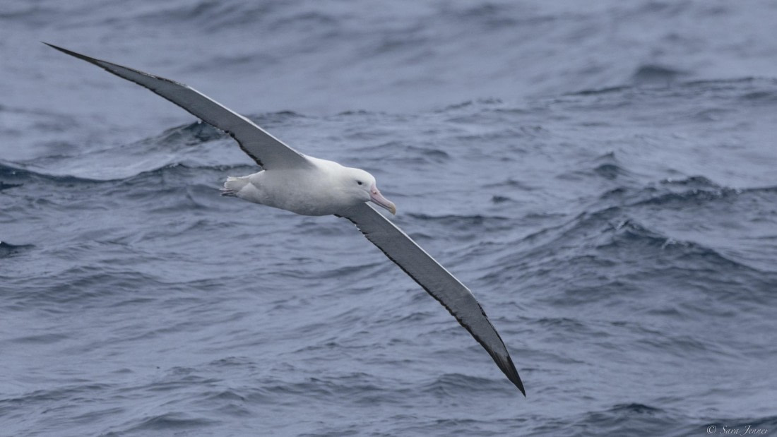 OTL23-24, Day 2, Wandering albatross 1 © Sara Jenner - Oceanwide Expeditions.jpg