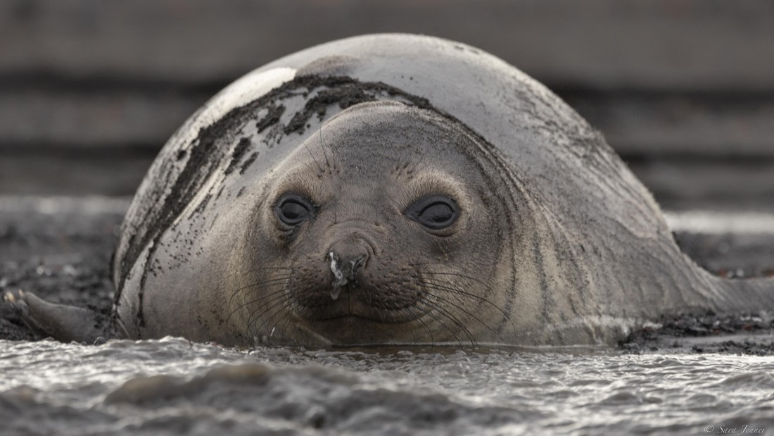 OTL23-24, Day 3, Elephant seal © Sara Jenner - Oceanwide Expeditions.jpg