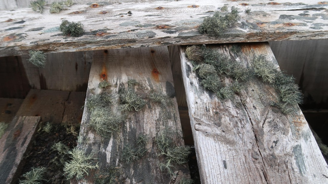 OTL23-24, Day 3, Lichen © Unknown photographer - Oceanwide Expeditions.JPG