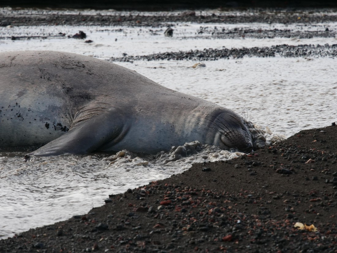 OTL23-24, Day 3, P1079853 © Unknown photographer - Oceanwide Expeditions.JPG