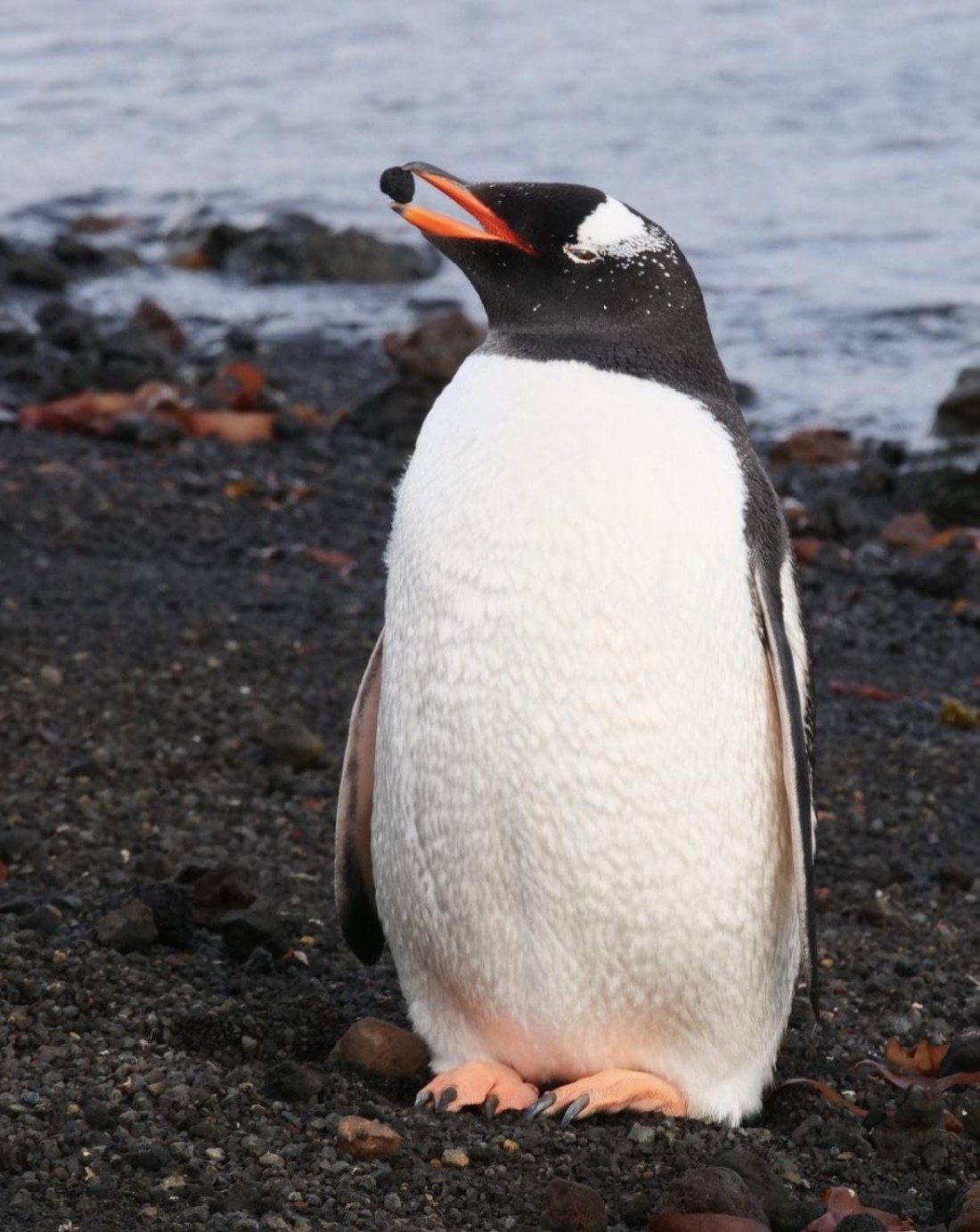 OTL23-24, Day 3, P1079880 © Unknown photographer - Oceanwide Expeditions.jpg