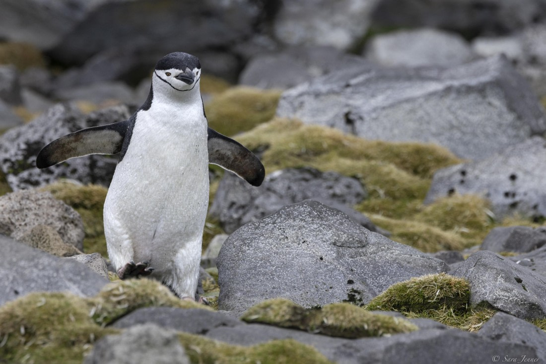 OTL23-24, Day 4, Chinstrap 1 © Sara Jenner - Oceanwide Expeditions.jpg