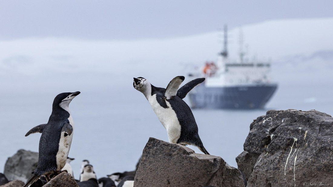 OTL23-24, Day 4, Chinstrap 2 © Sara Jenner - Oceanwide Expeditions.jpg