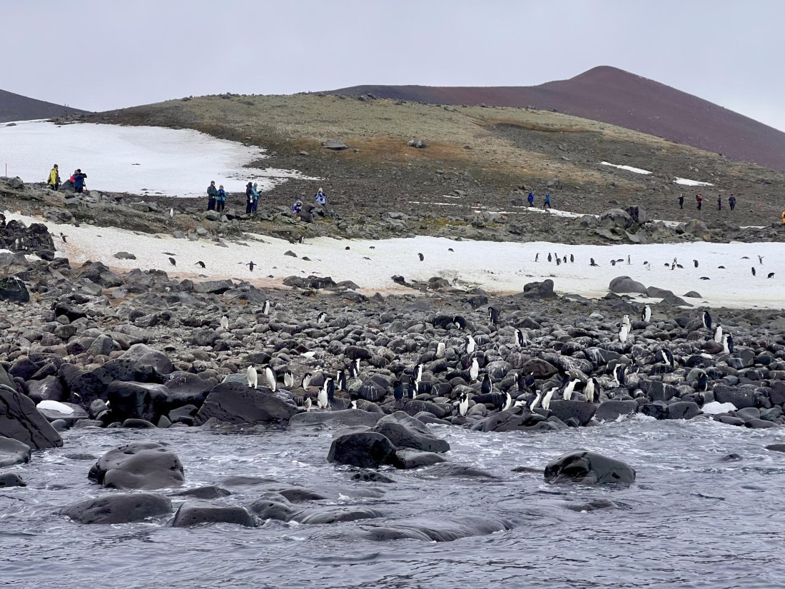 OTL23-24, Day 4, Pinguins_and_people_from_sea © Unknown photographer - Oceanwide Expeditions.jpg