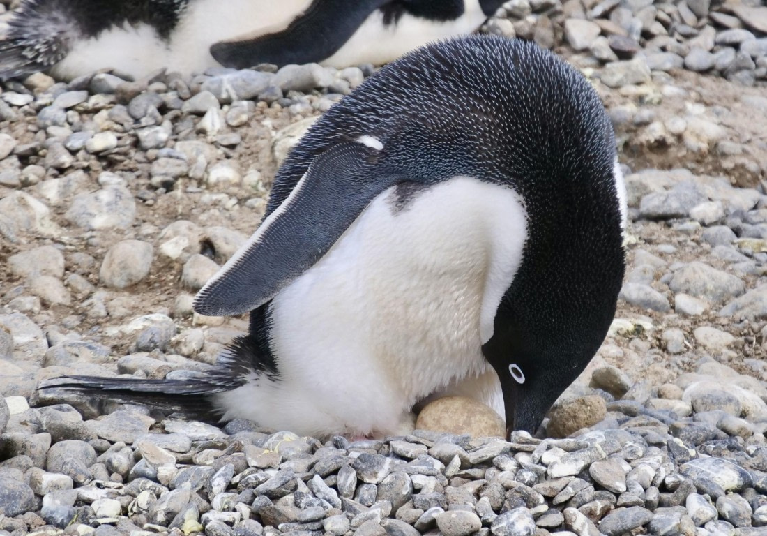 OTL23-24, Day 5, Adelie egg © Unknown photographer - Oceanwide Expeditions.jpg