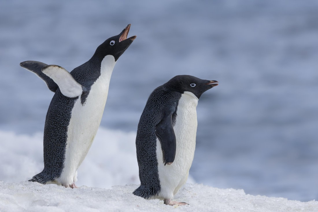 OTL23-24, Day 5, Brown Bluff 4 © Sara Jenner - Oceanwide Expeditions.jpg