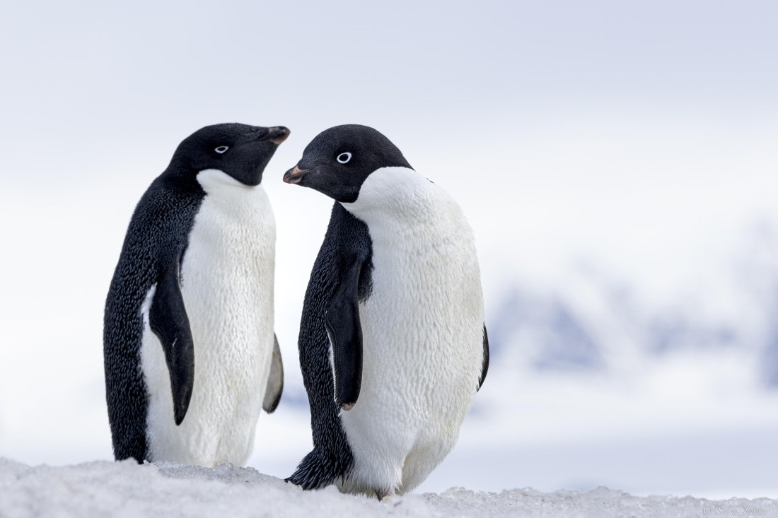 OTL23-24, Day 5, Brown Bluff 5 © Sara Jenner - Oceanwide Expeditions.jpg