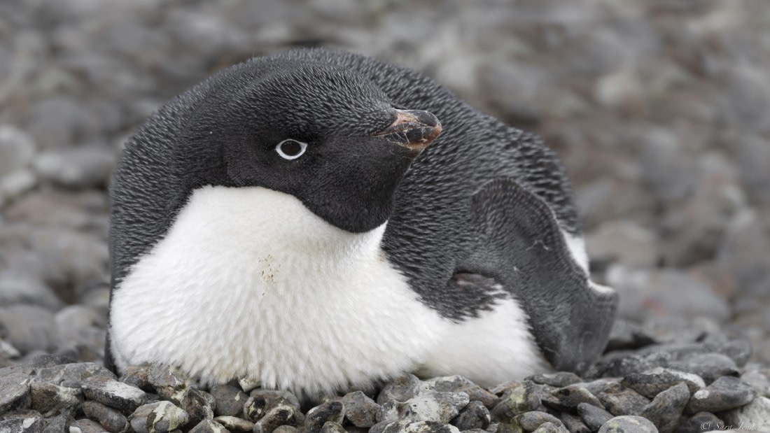 OTL23-24, Day 5, Brown Bluff 8 © Sara Jenner - Oceanwide Expeditions.jpg