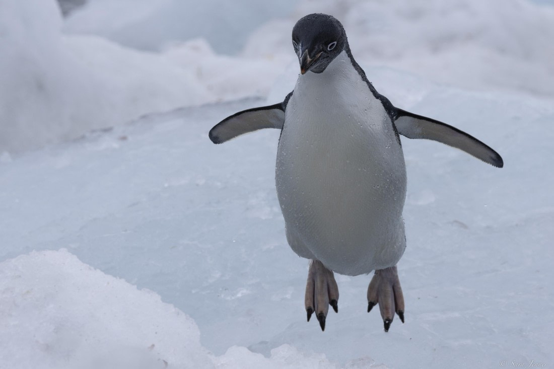 OTL23-24, Day 5, Brown Bluff 9 © Sara Jenner - Oceanwide Expeditions.jpg