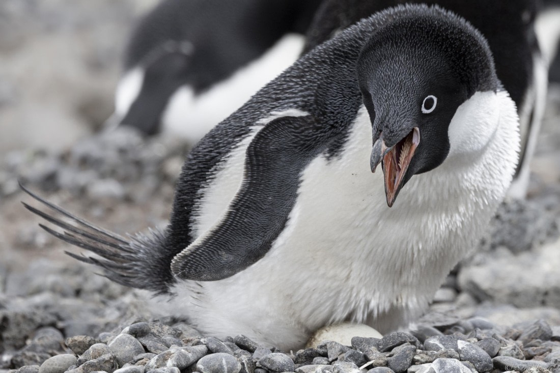 OTL23-24, Day 5, Brown Bluff 11 © Sara Jenner - Oceanwide Expeditions.jpg