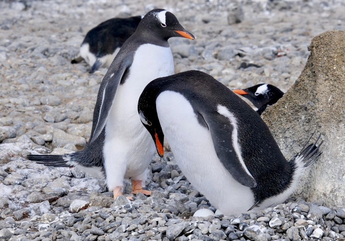 OTL23-24, Day 5, Gentoo egg © Unknown photographer - Oceanwide Expeditions.jpg