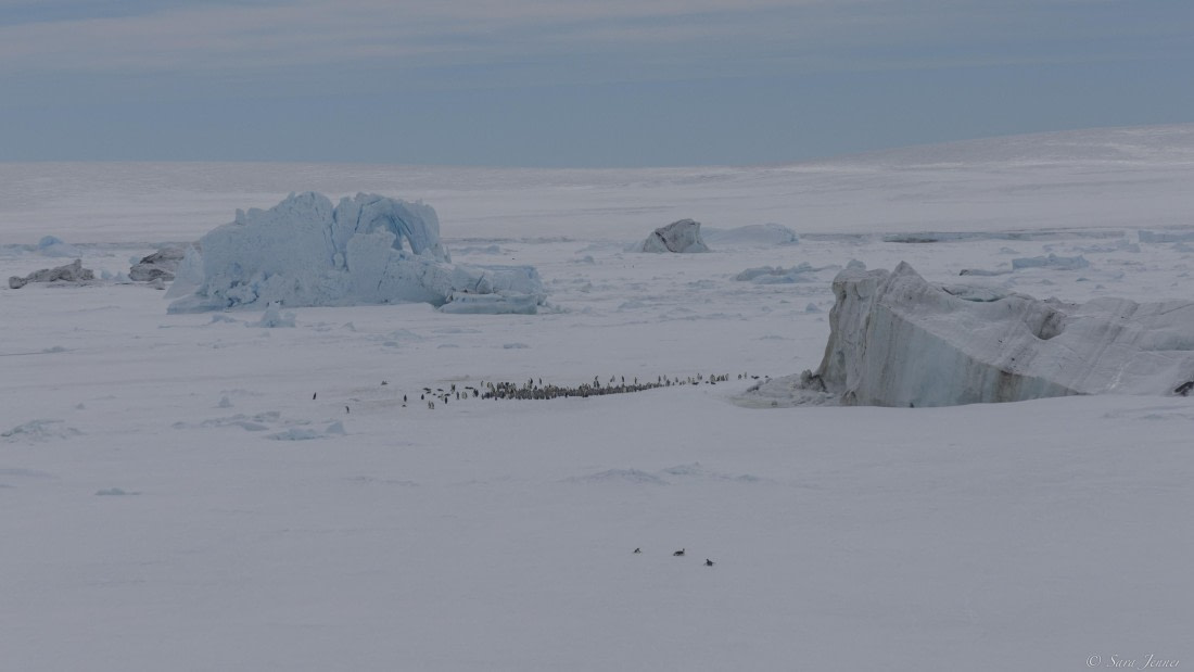 OTL23-24, Day 6, Aerial view of colony © Sara Jenner - Oceanwide Expeditions.jpg