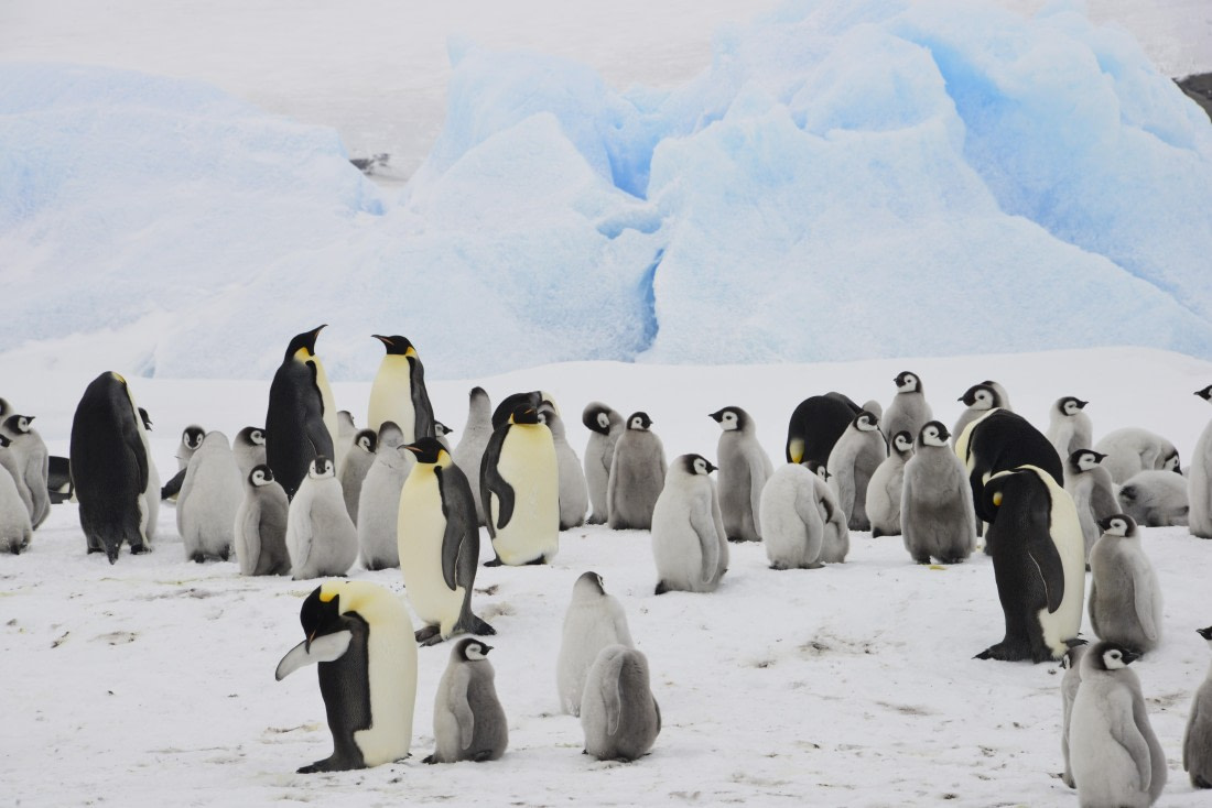 OTL23-24, Day 6, Gary-Snow Hill 25Nov24 © Gary Miller - Oceanwide Expeditions.JPG