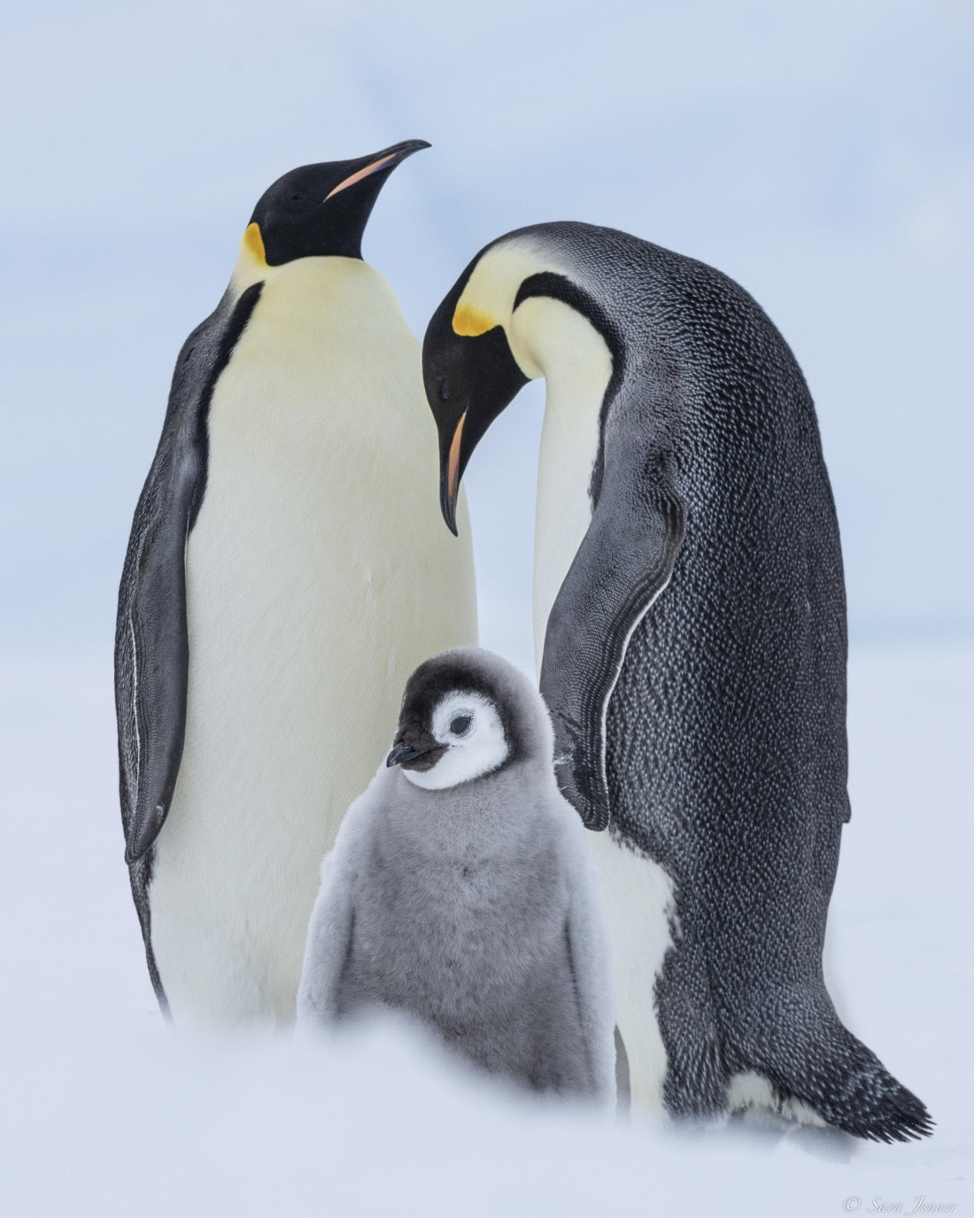 OTL23-24, Day 6, Snow Hill 1 © Sara Jenner - Oceanwide Expeditions.jpg