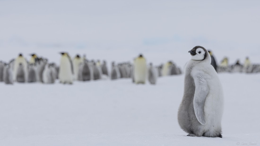 OTL23-24, Day 6, Snow Hill 4 © Sara Jenner - Oceanwide Expeditions.jpg