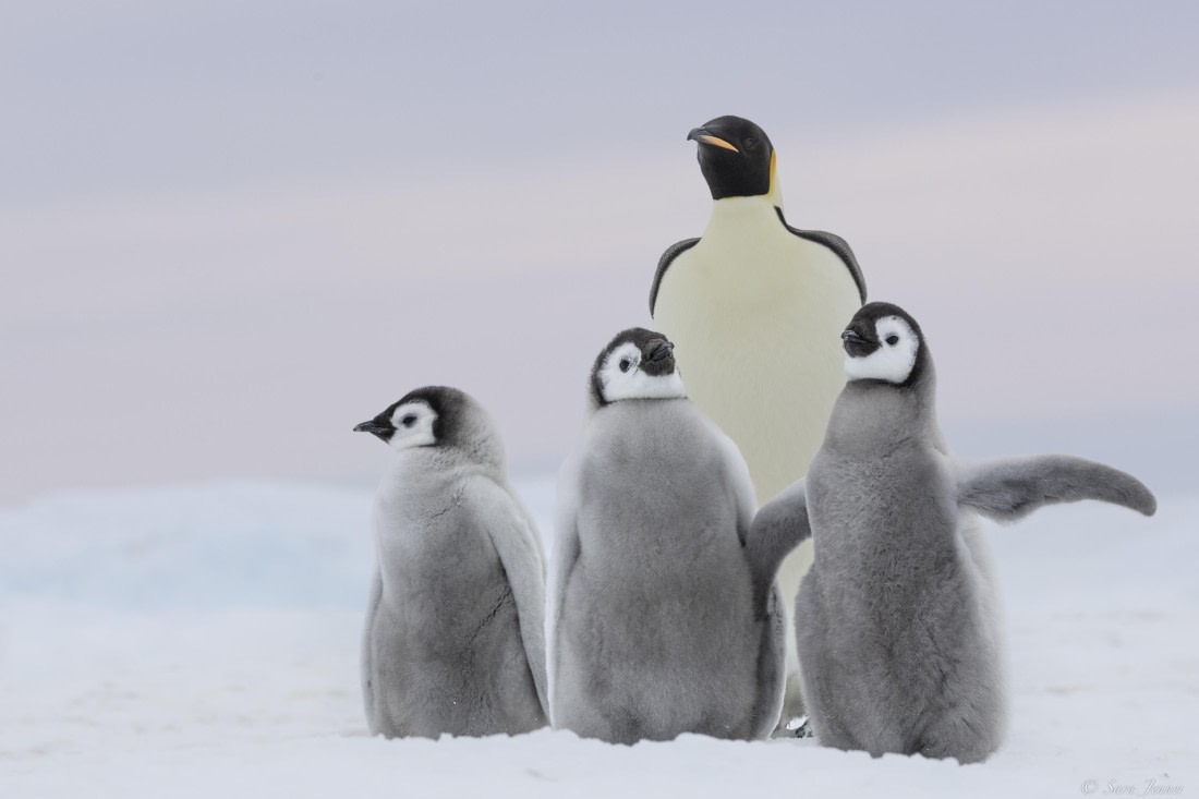 OTL23-24, Day 6, Snow Hill 5 © Sara Jenner - Oceanwide Expeditions.jpg