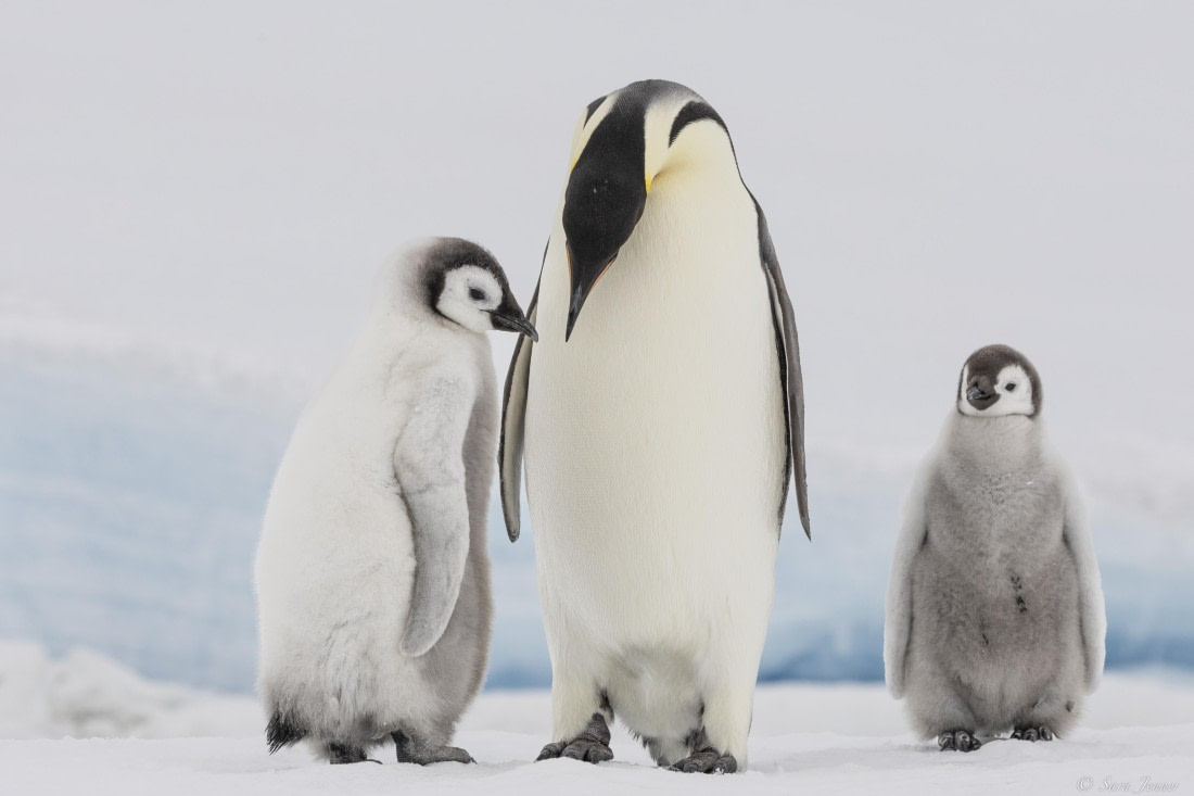 OTL23-24, Day 6, Snow Hill 6 © Sara Jenner - Oceanwide Expeditions.jpg