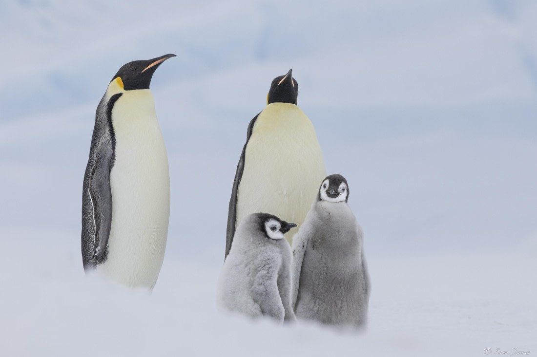 OTL23-24, Day 6, Snow Hill 9 © Sara Jenner - Oceanwide Expeditions.jpg