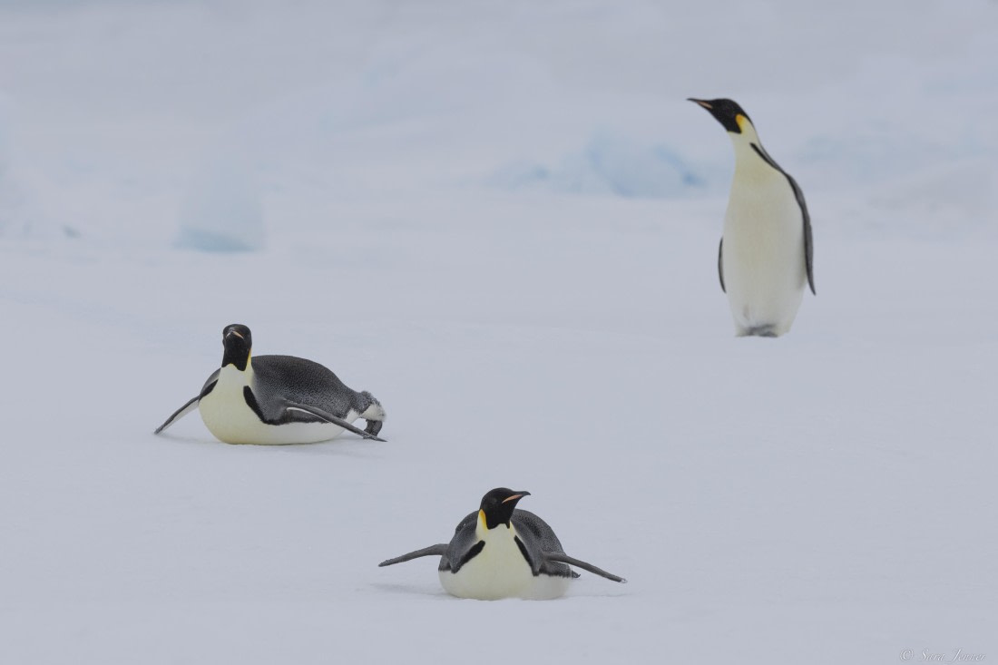 OTL23-24, Day 6, Snow Hill 11 © Sara Jenner - Oceanwide Expeditions.jpg