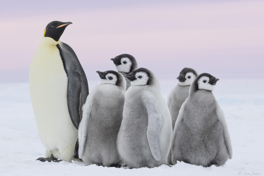 OTL23-24, Day 6, Snow Hill 13 © Sara Jenner - Oceanwide Expeditions.jpg