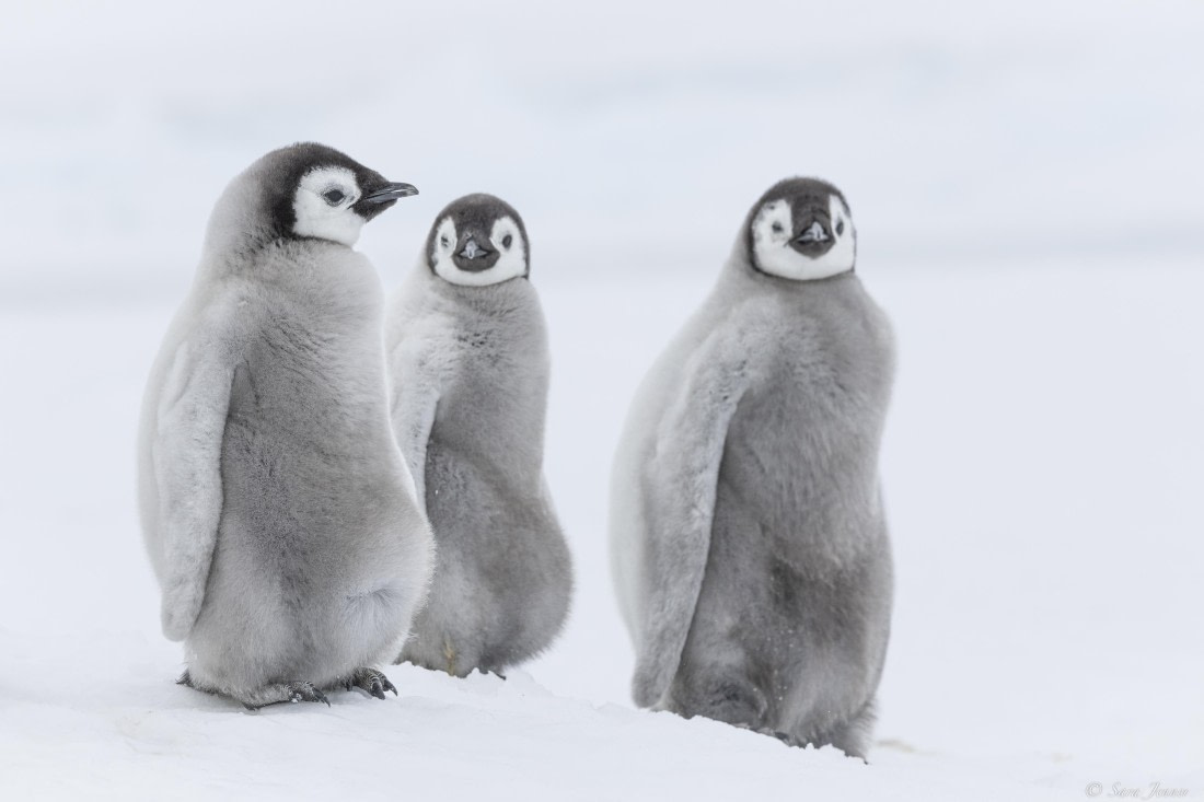 OTL23-24, Day 6, Snow Hill 14 © Sara Jenner - Oceanwide Expeditions.jpg