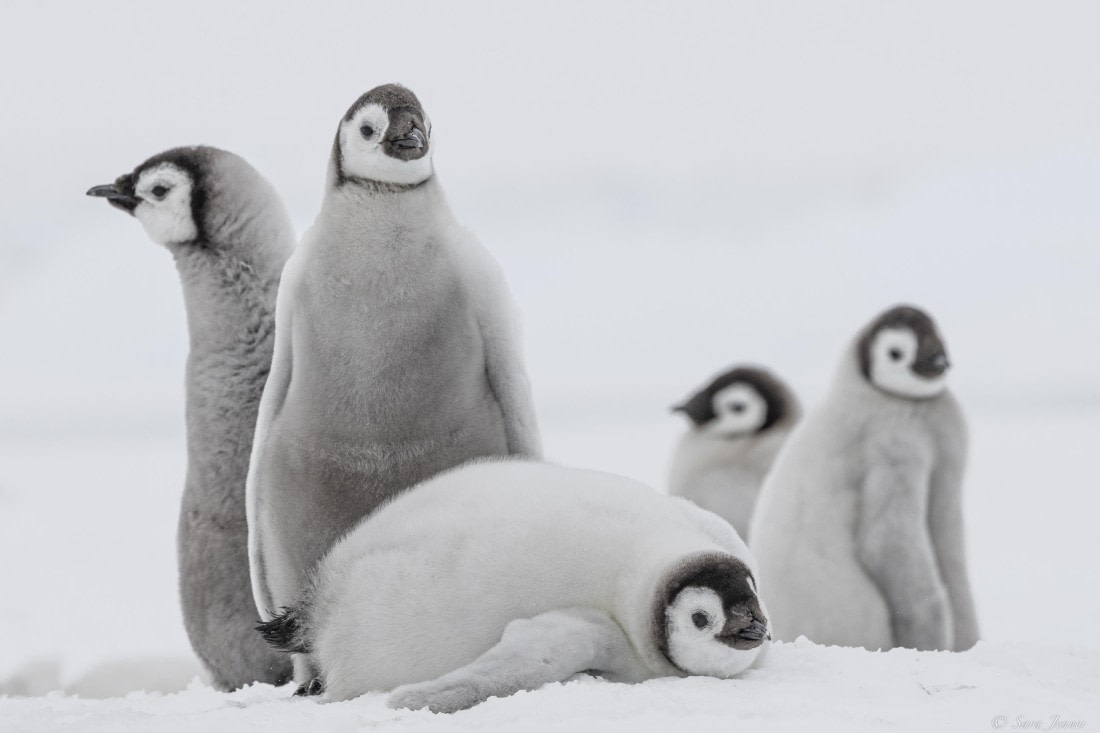 OTL23-24, Day 6, Snow Hill 15 © Sara Jenner - Oceanwide Expeditions.jpg