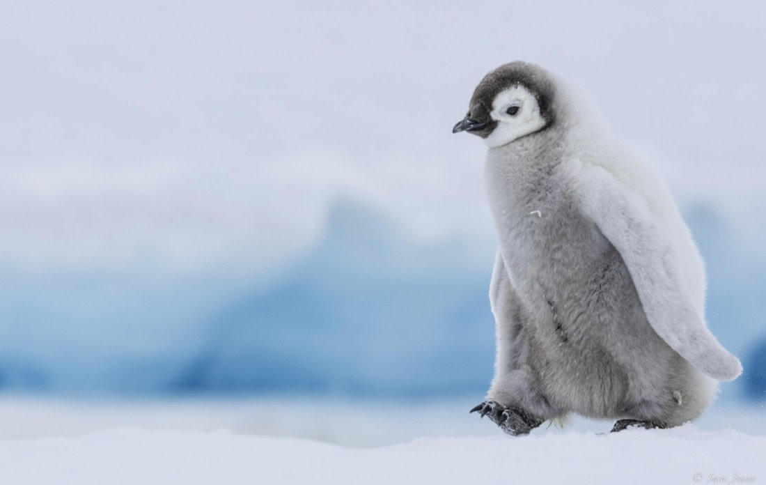 OTL23-24, Day 6, Snow Hill 16 © Sara Jenner - Oceanwide Expeditions.jpg