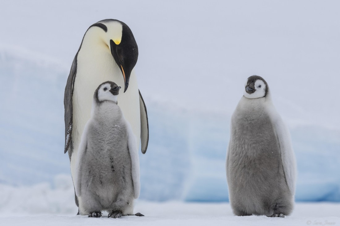 OTL23-24, Day 6, Snow Hill 17 © Sara Jenner - Oceanwide Expeditions.jpg