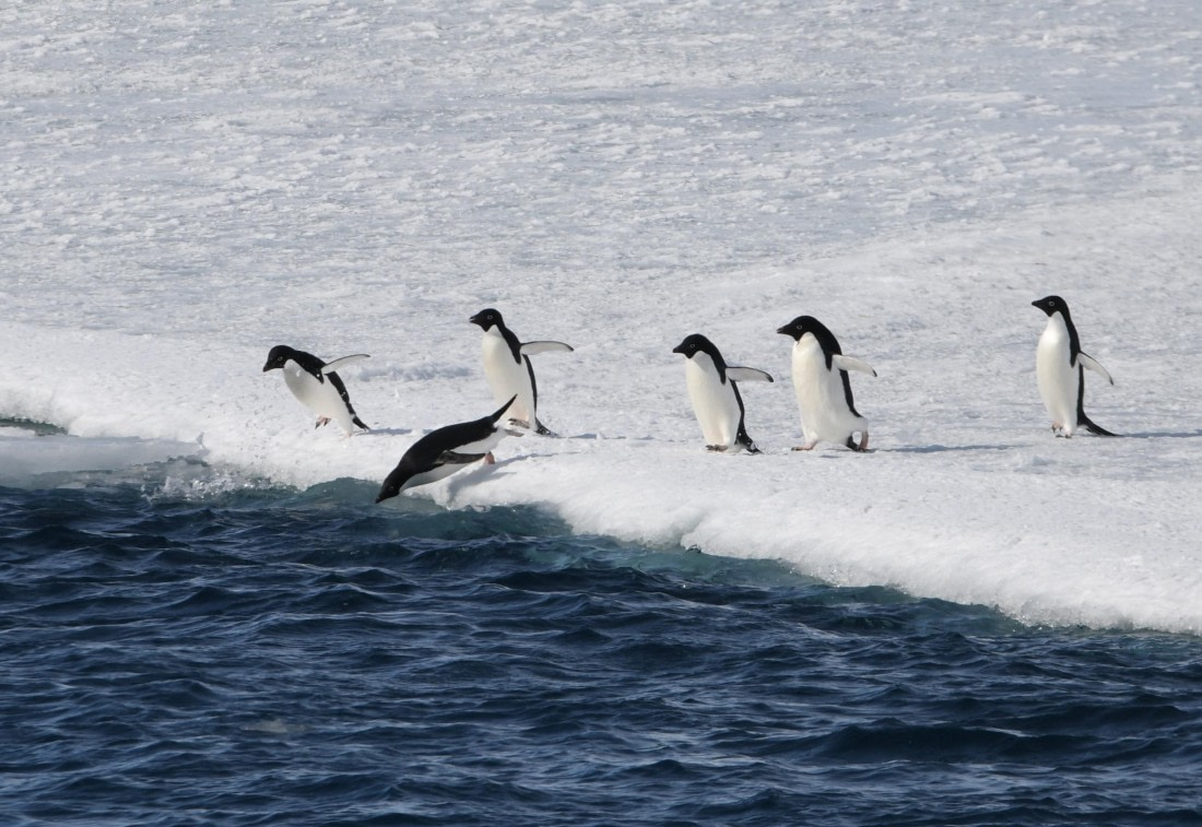 OTL23-24, Day 7, Adelie polar plunge © Unknown photographer - Oceanwide Expeditions.JPG
