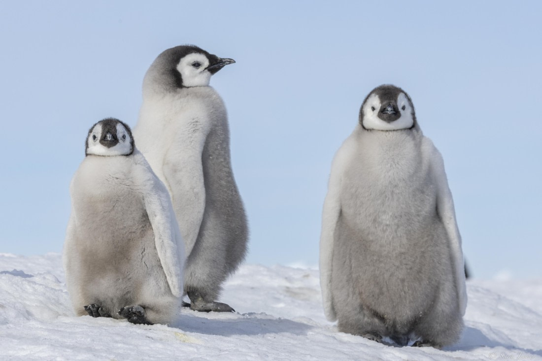 OTL23-24, Day 7, Snow Hill 4 (2) © Sara Jenner - Oceanwide Expeditions.jpg